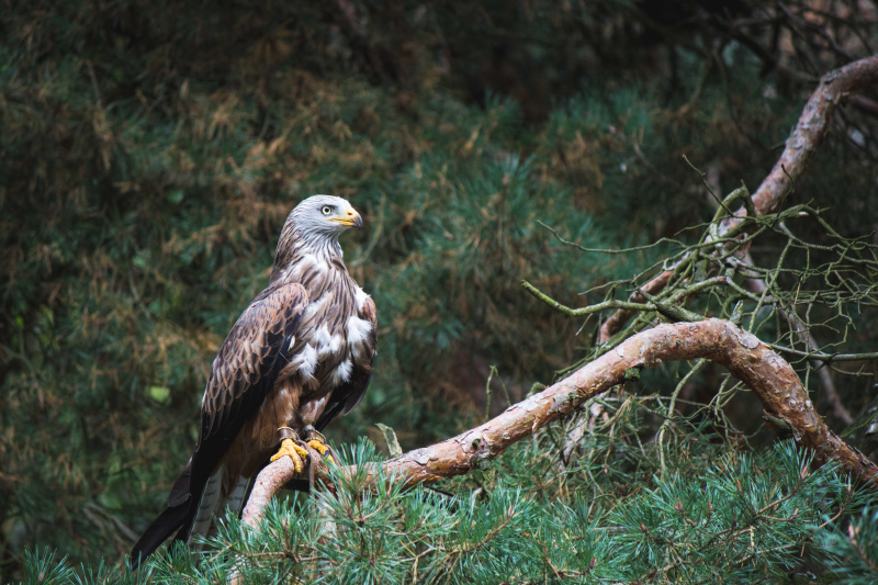 wild nature picture eagle perching forest scene 