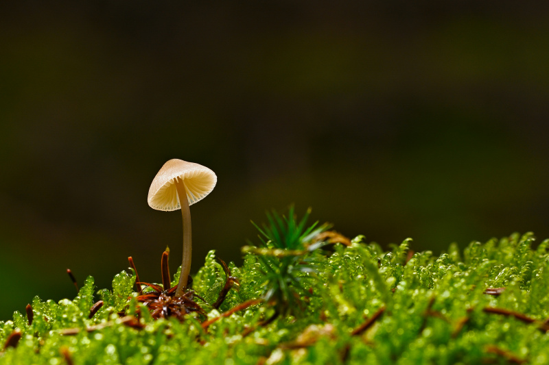 wild nature picture elegant contrast closeup growing mushroom scene 