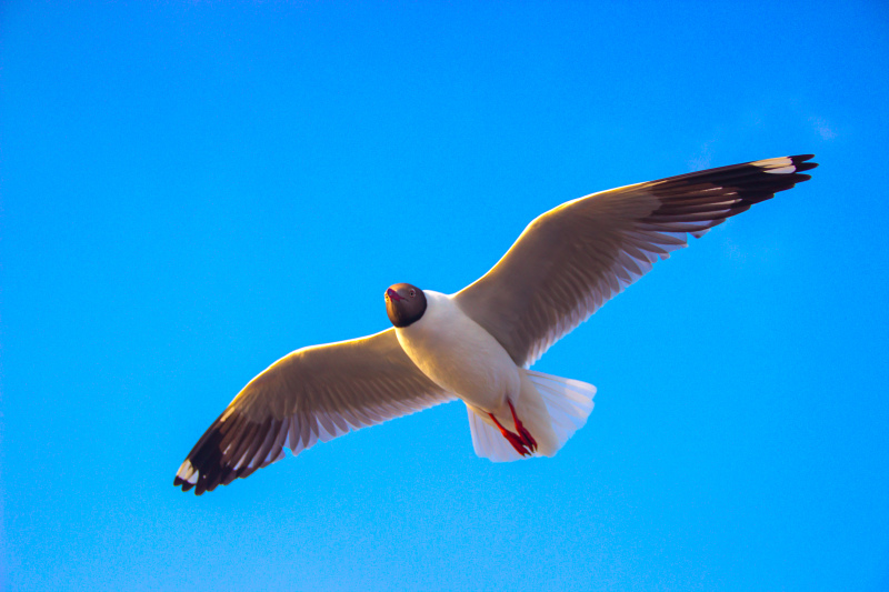 wild nature picture elegant flying seagull scene 