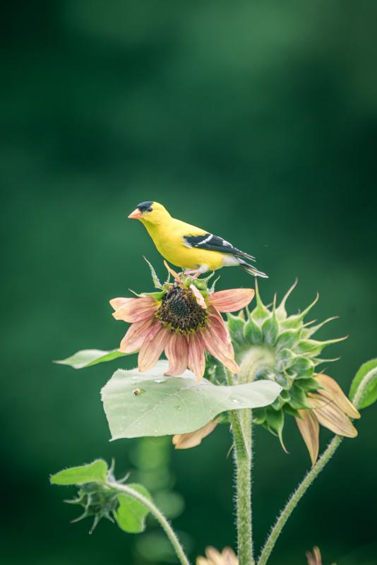 wild nature picture elegant goldfinches flora closeup
