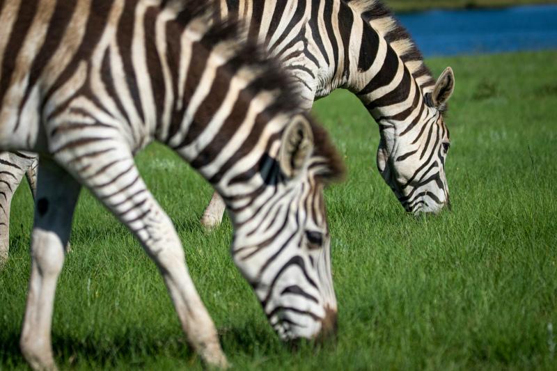 wild nature picture elegant grazing zebra herd scene 