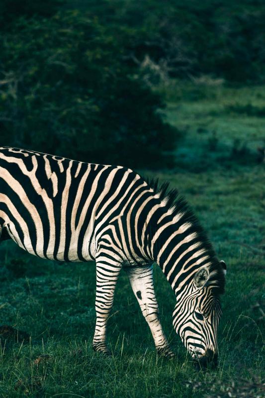 wild nature picture elegant grazing zebra scene 