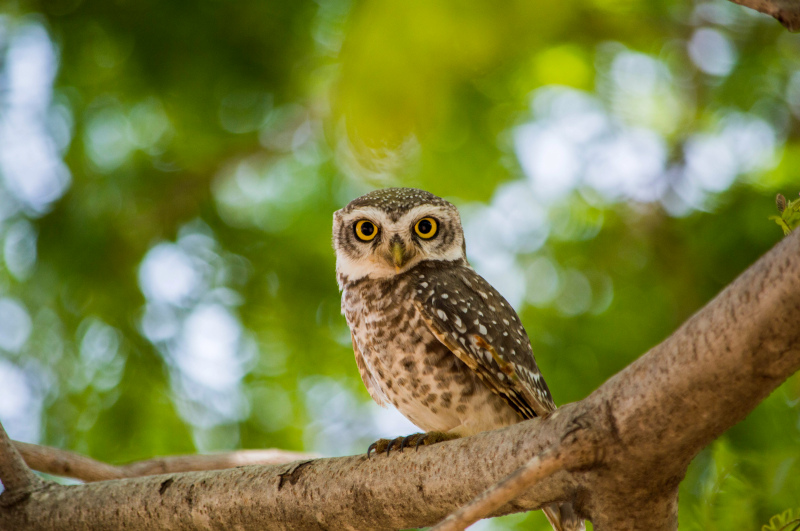 wild nature picture elegant perching owl scene 