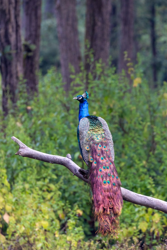 wild nature picture elegant perching peafowl 