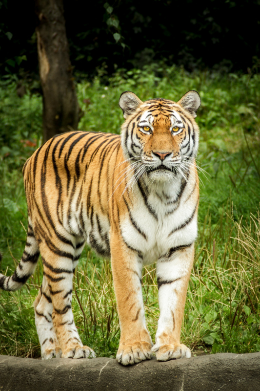 wild nature picture elegant realistic tiger 