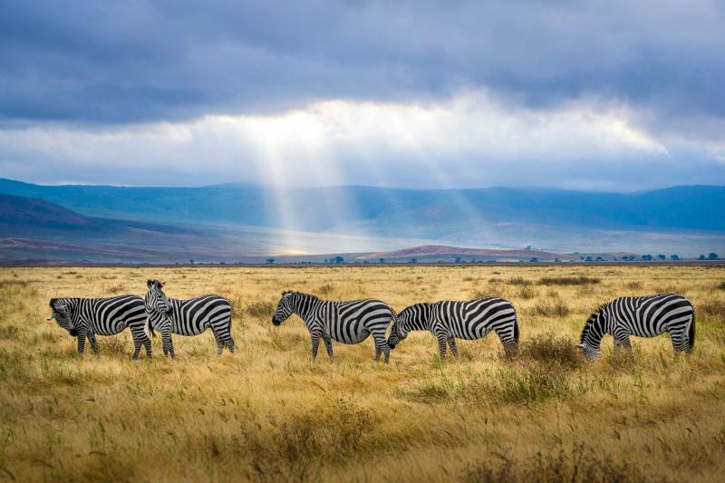 wild nature picture elegant zebra herd sunlight scene 