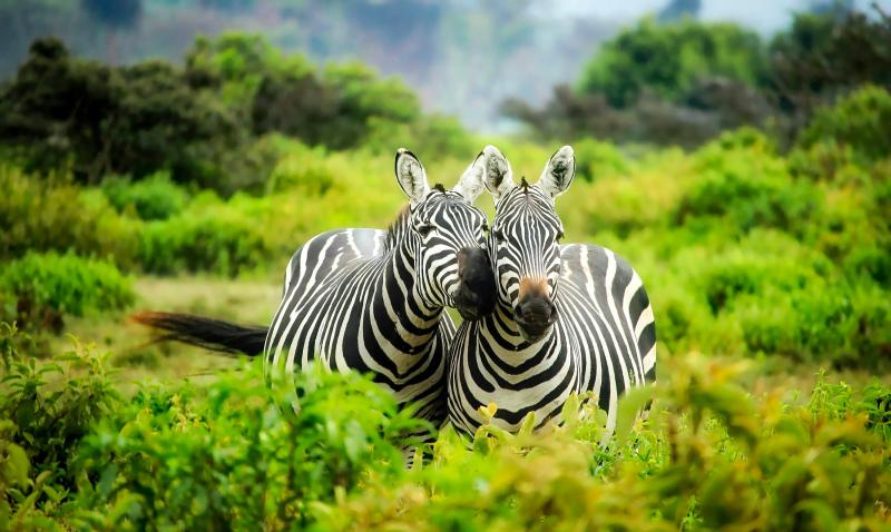 wild nature picture elegant zebra trees scene 