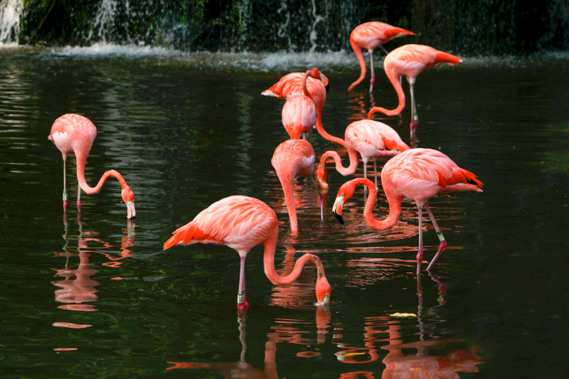 wild nature picture flamingo flock river scene 