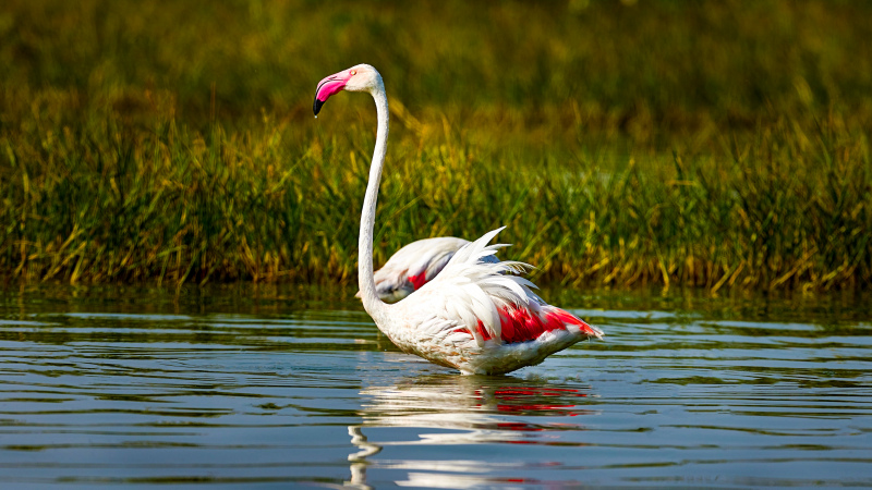 wild nature picture flamingo river scene 