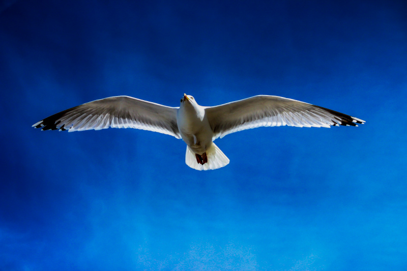 wild nature picture flying seagull 