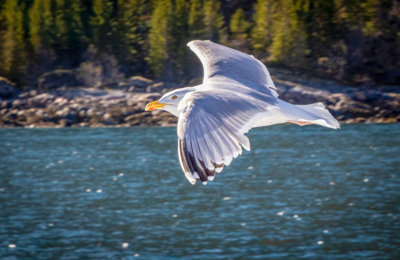 wild nature picture flying seagull lake scene 
