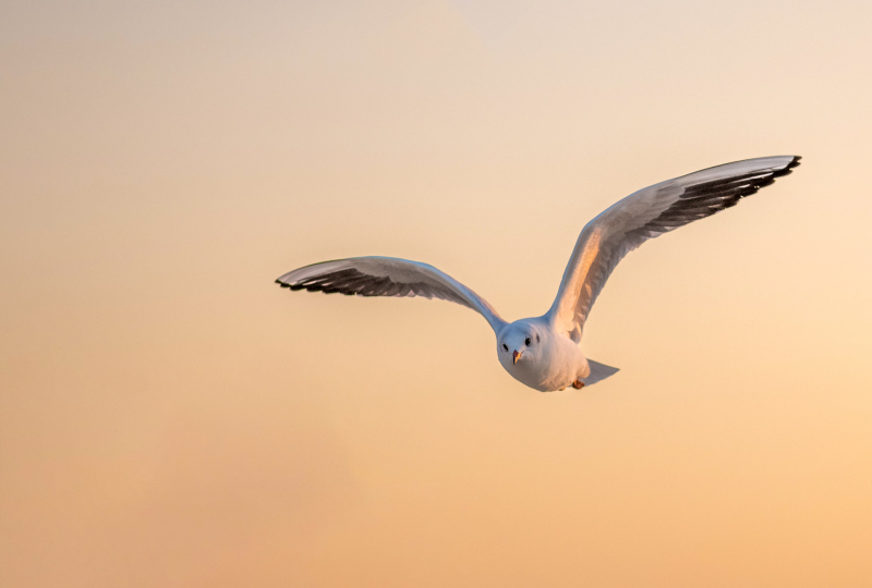 wild nature picture flying seagull scene 