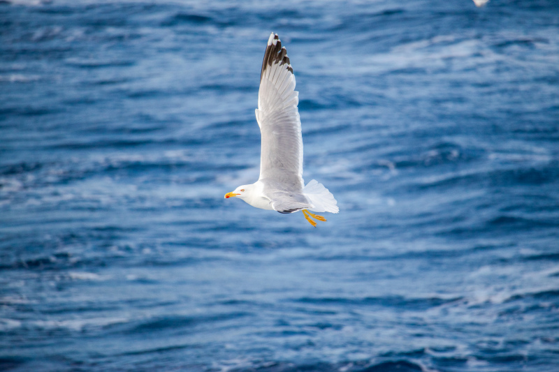wild nature picture flying seagull sea scene 