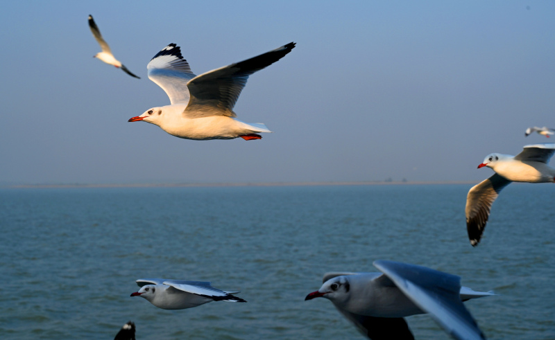wild nature picture flying seagulls flock sea scene 