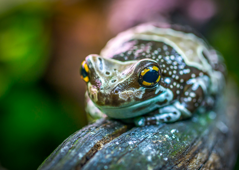 wild nature picture frog face closeup