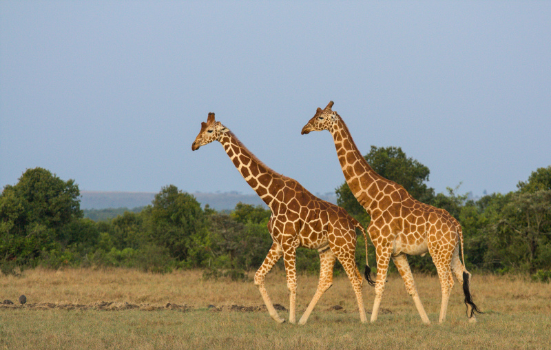 wild nature picture giraffe herd meadow scene 
