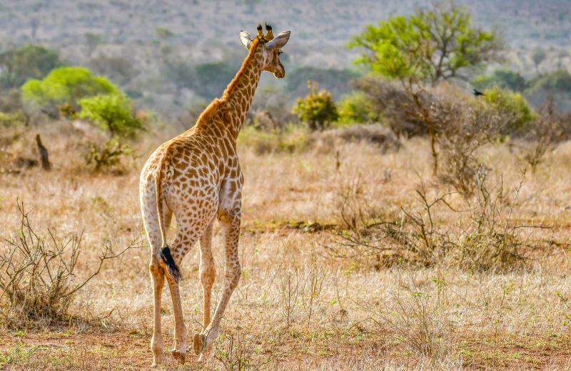 wild nature picture giraffe walking meadow scene 