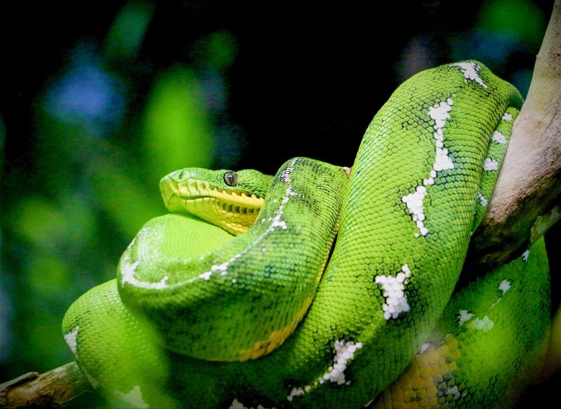 wild nature picture green python branch scence 