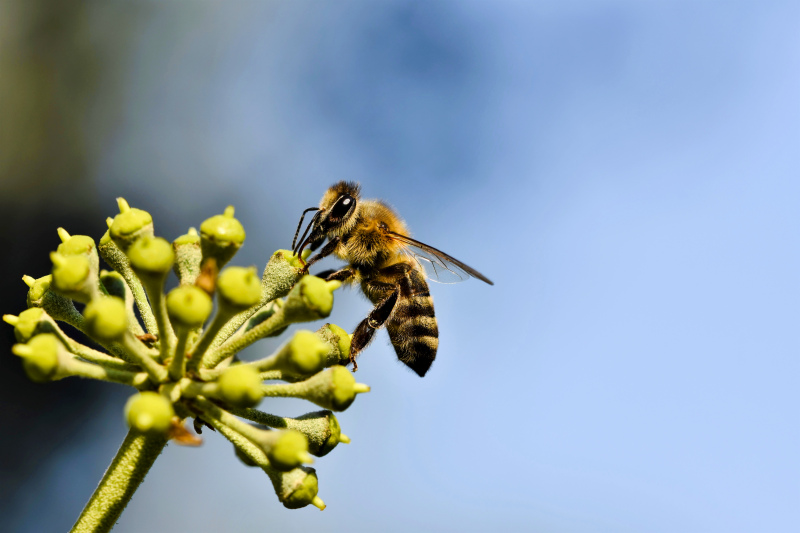 wild nature picture honeybee perching flowers closeup 