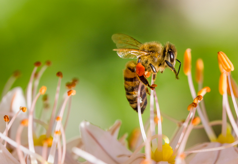 wild nature picture honeybee perching pistils closeup 