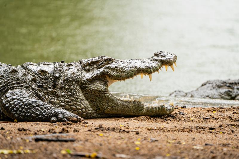 wild nature picture hunting crocodile scene 