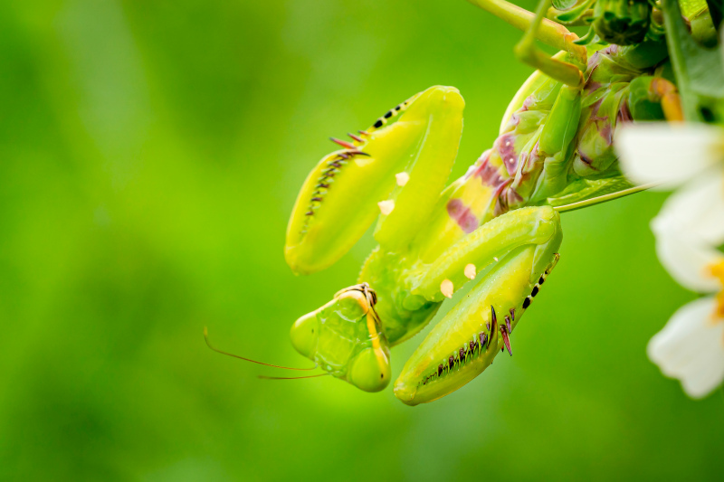 wild nature picture mantis closeup elegance 