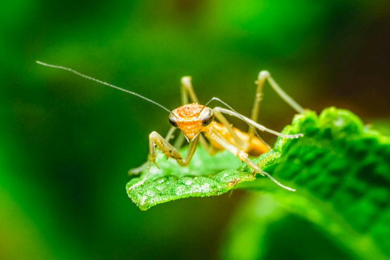 wild nature picture mantis leaf closeup 