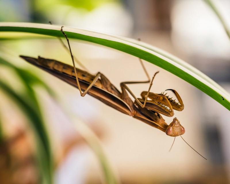 wild nature picture mantis perching grass scene 