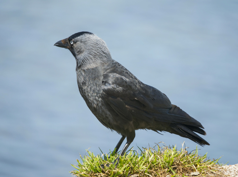 wild nature picture perching crow closeup 
