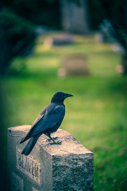 wild nature picture perching crow tomb scene closeup 