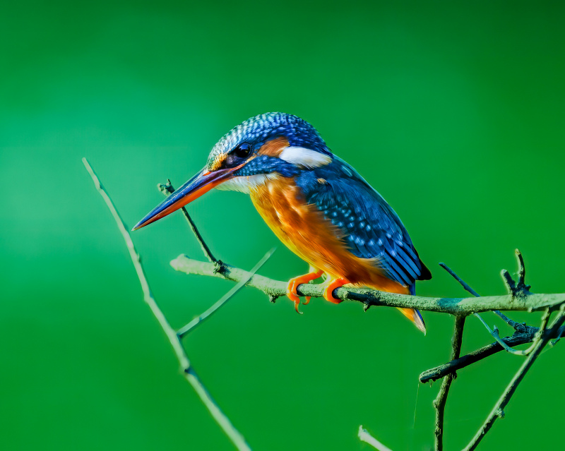 wild nature picture perching Kingfisher scene  