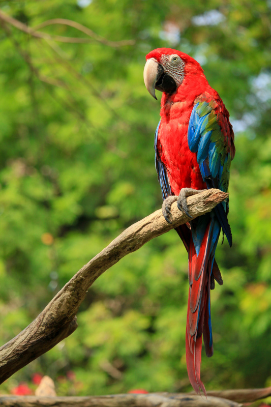 wild nature picture perching macaw outdoor 