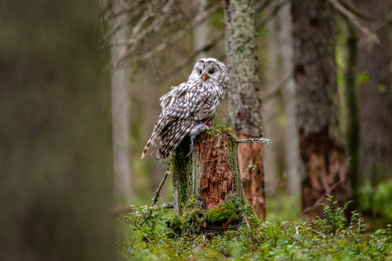 wild nature picture perching owl forest scene