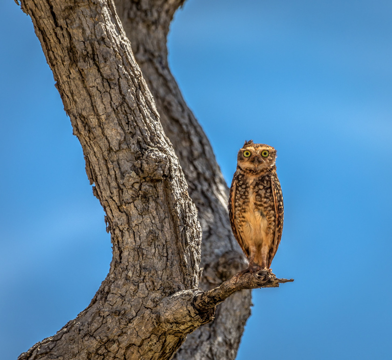 wild nature picture perching owl sky scene