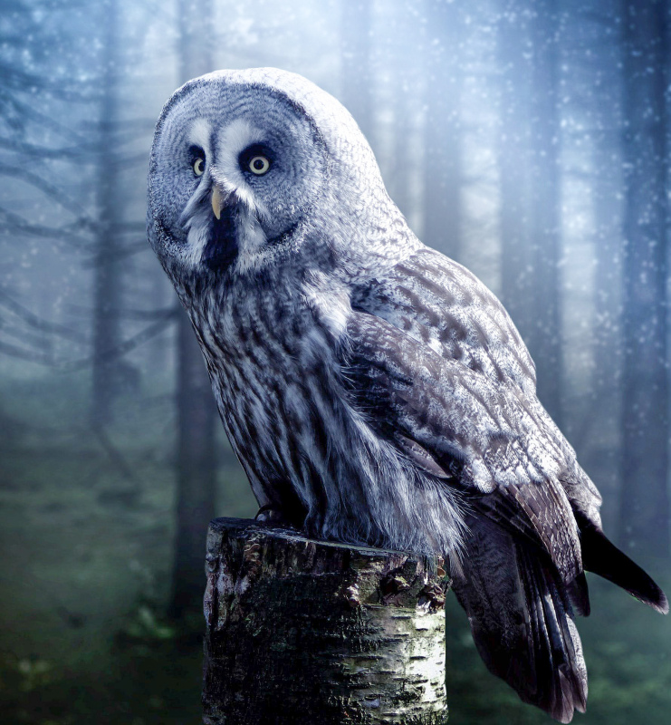 wild nature picture perching owl snowy forest