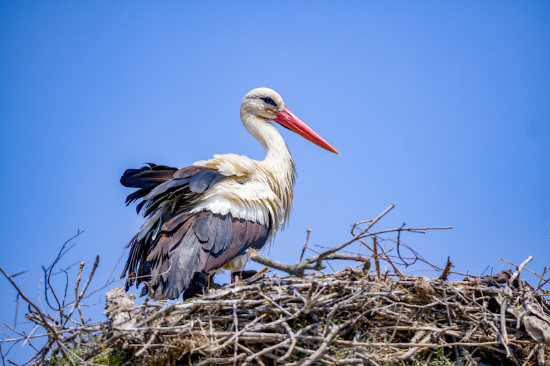 wild nature picture perching stork nest sky scene