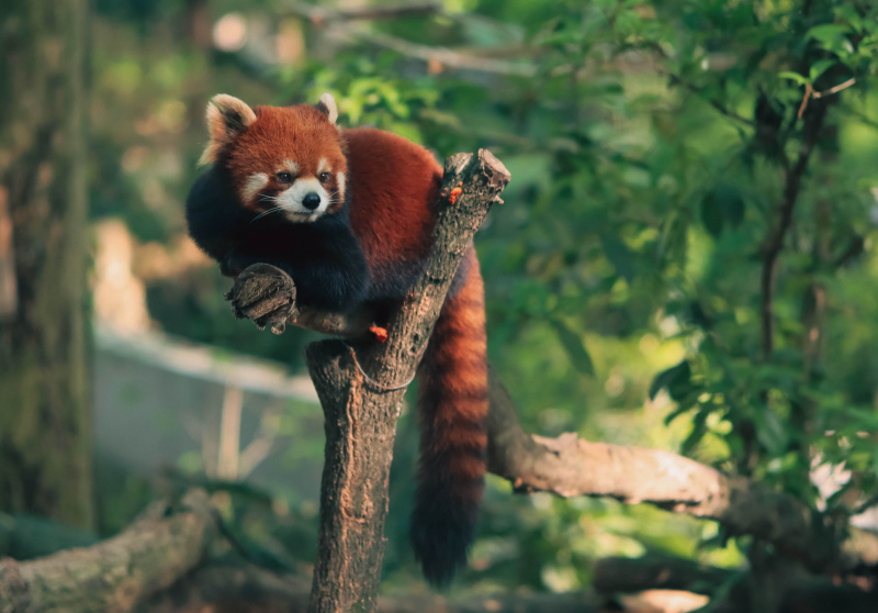 wild nature picture red panda climbing tree scene 