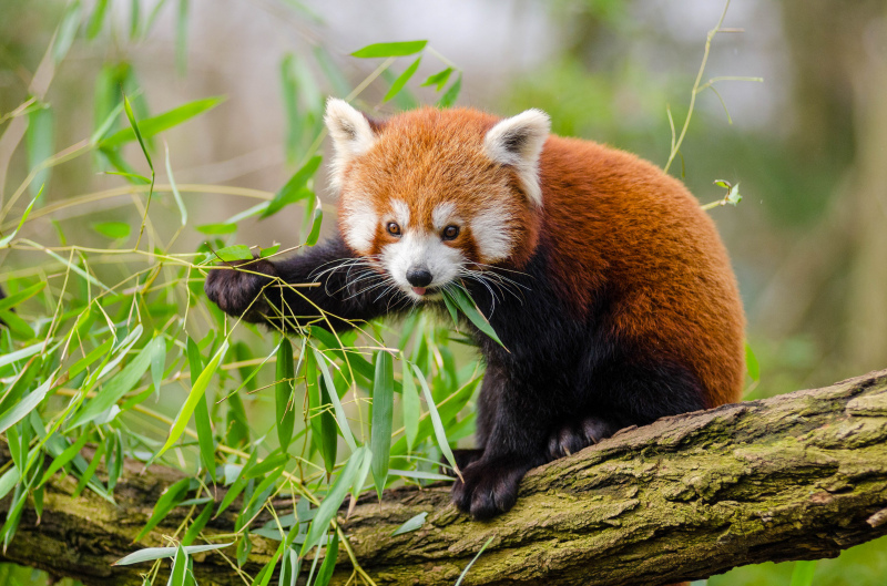 wild nature picture red panda eating leaves 