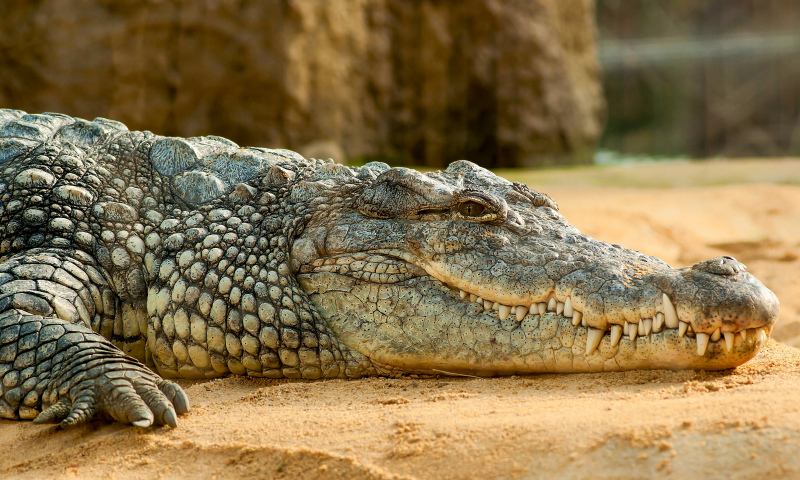 wild nature picture relaxing crocodile 