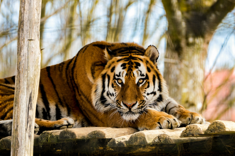 wild nature picture relaxing tiger scene 
