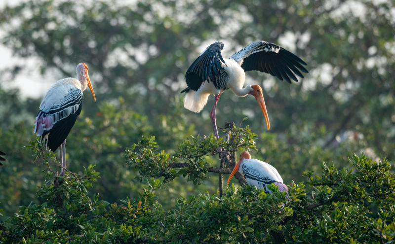 wild nature picture stork flock perching tree scene 