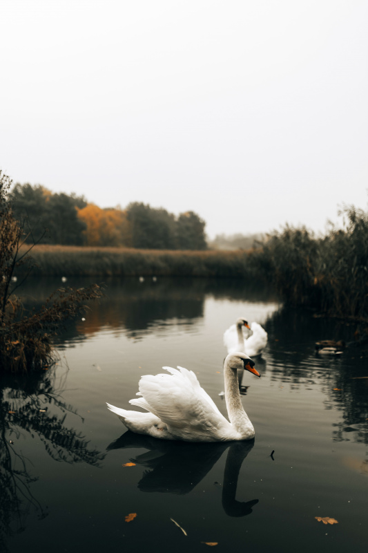 wild nature picture swan animals lake scene 