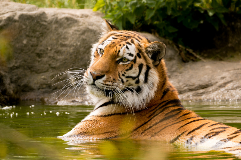 wild nature picture tiger relaxing scene 