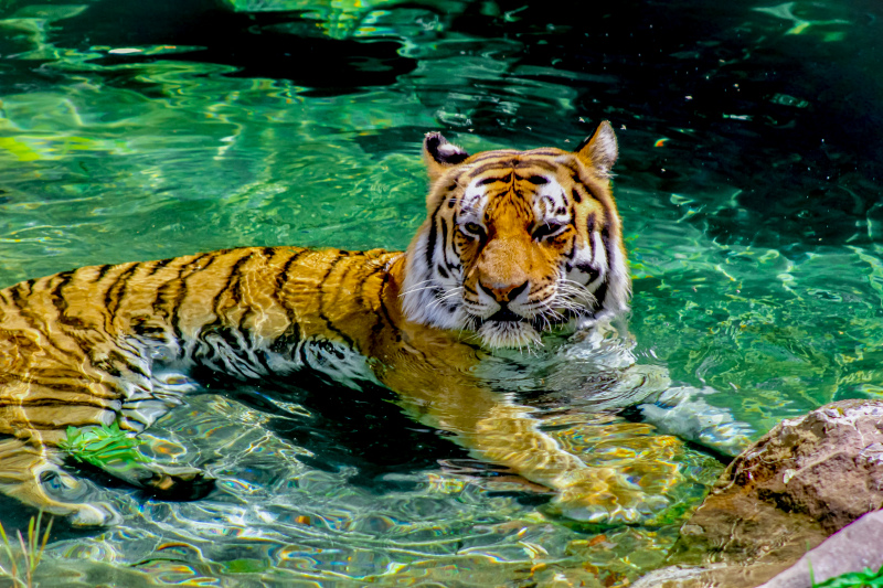 wild nature picture tiger swimming in water