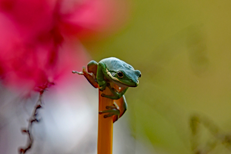 wild nature picture tiny frog climbing closeup 