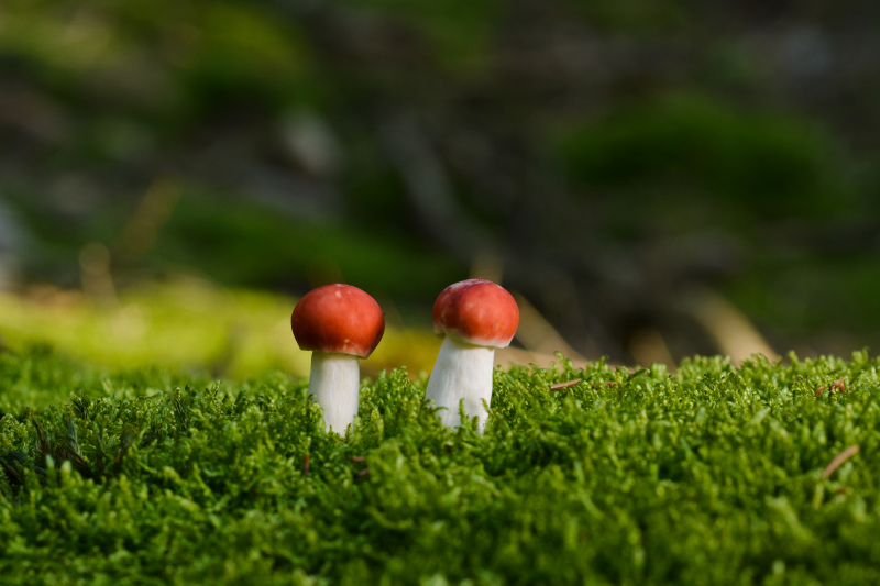 wild nature picture tiny mushroom moss closeup 