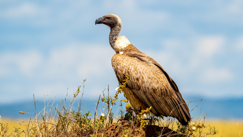 wild nature picture vulture grass sky scene