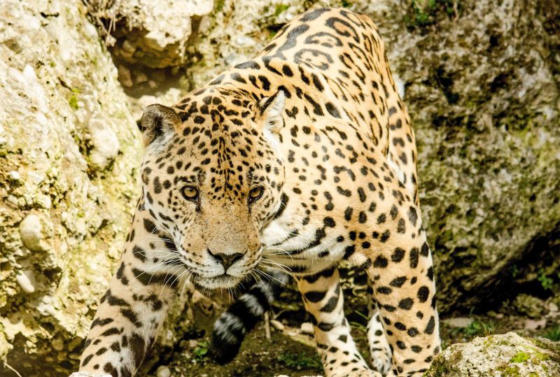 wild nature picture walking jaguar  scene 