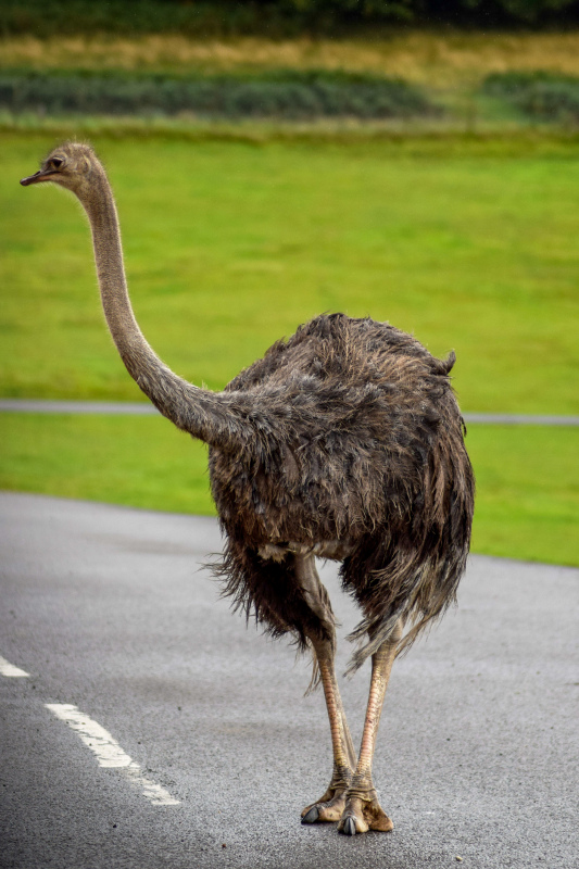 wild nature picture walking ostrich scene 