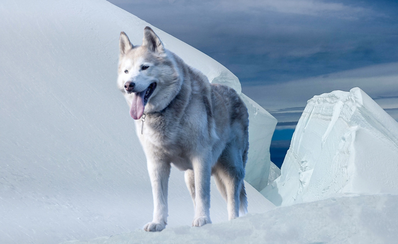 wild nature picture walking wolf ice scene 